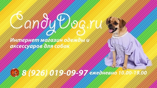 Candy Dog